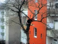 baum1