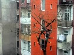 baum3